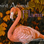 Flamingo as Spirit Animal