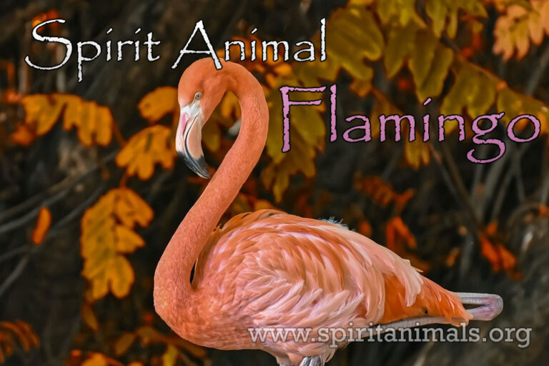 Flamingo Spirit Animal Meaning and Interpretations Spirit Animals