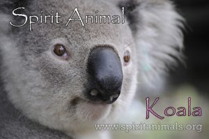 Koala as Spirit Animal