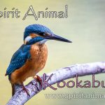 Kookaburra as Spirit Animal