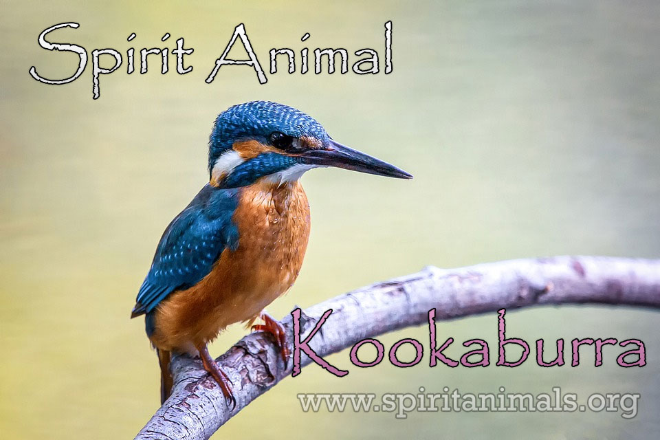 Kookaburra as Spirit Animal