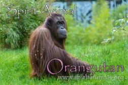 Orangutan in a grass
