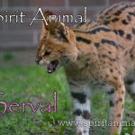 Serval Cat as Spirit Animal