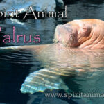 Walrus as Spirit Animal