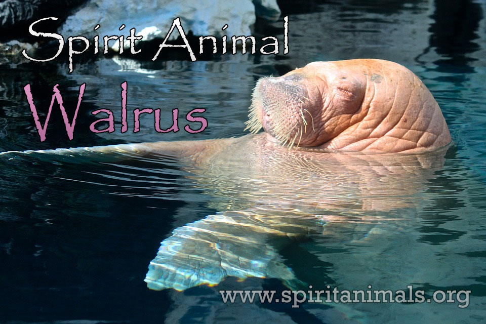 Walrus Spirit Animal – Meaning and Interpretations - Spirit Animals