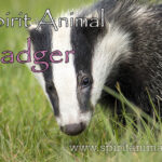 Badger as Spirit Animal