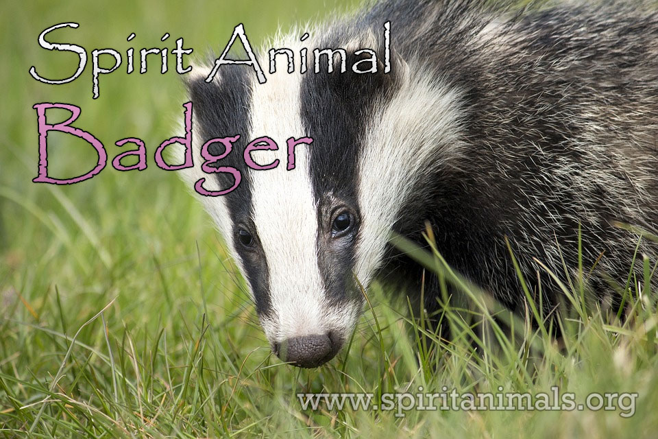 Badger as Spirit Animal