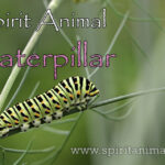Caterpillar as Spirit Animal