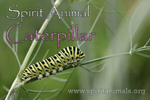 Caterpillar as Spirit Animal