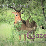 Gazelle as Spirit Animal