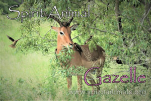 Gazelle as Spirit Animal