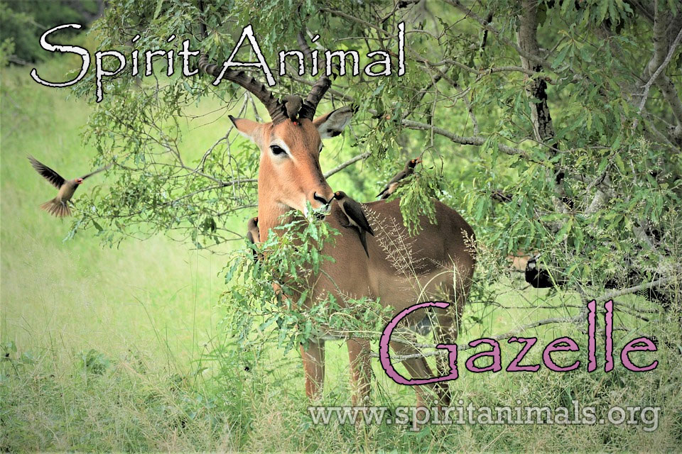 Gazelle Spirit Animal – Meaning and Interpretations - Spirit Animals
