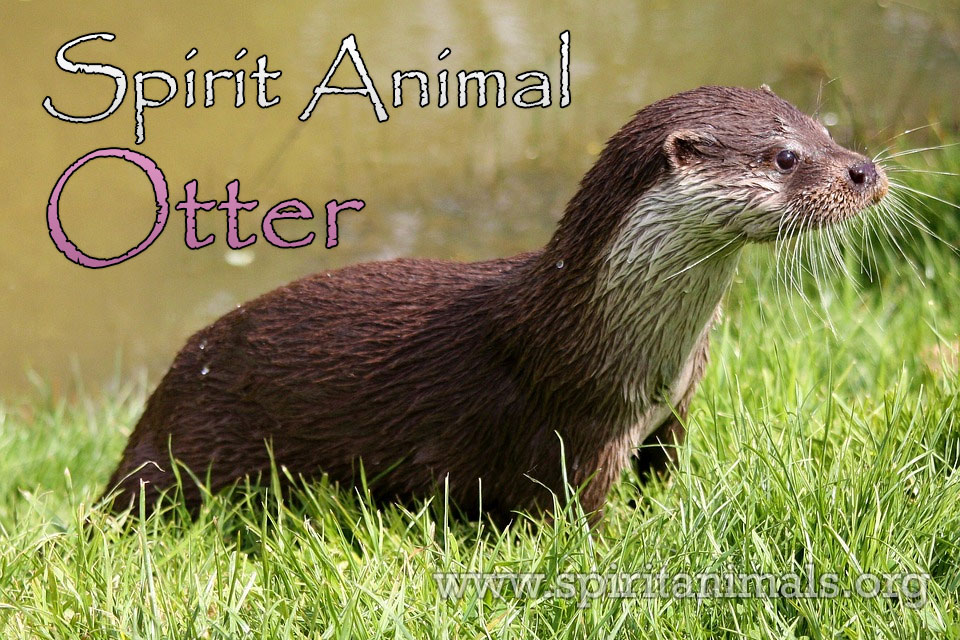 Otter Spirit Animal – Meaning and Interpretations - Spirit Animals