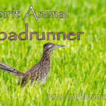 Roadrunner as Spirit Animal