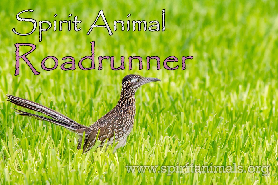 Roadrunner as Spirit Animal