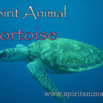 Tortoise as Spirit Animal