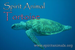 Tortoise as Spirit Animal