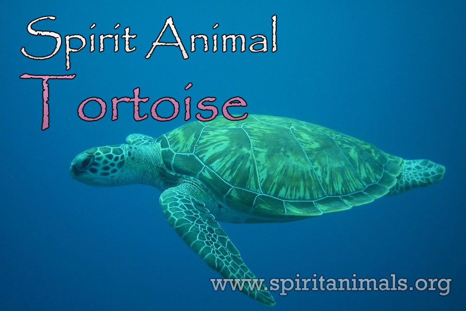 Tortoise Spirit Animal – Meaning and Interpretations - Spirit Animals