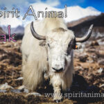 Yak as Spirit Animal