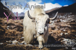 Yak as Spirit Animal