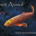Koi Fish as Spirit Animal