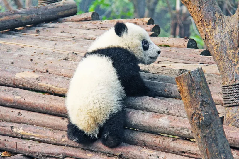 Rarest spirit animals - Panda