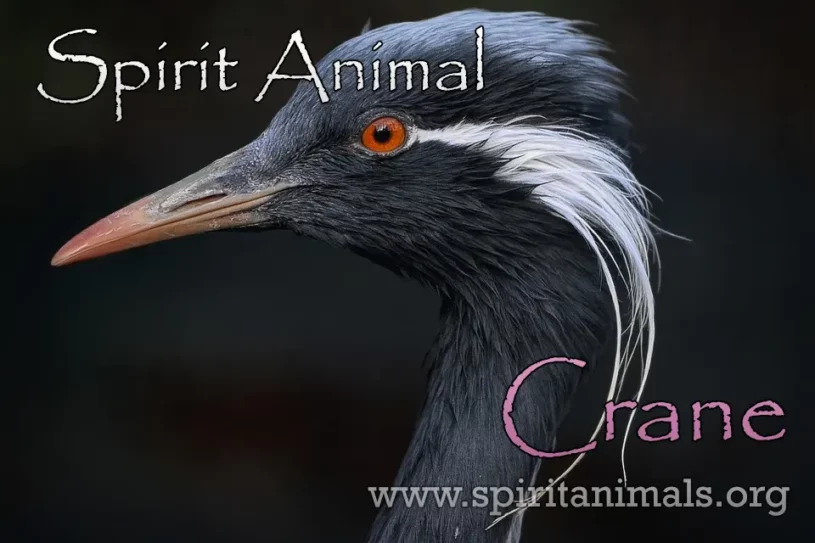 Crane spirit animal