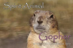 Gopher spirit animal