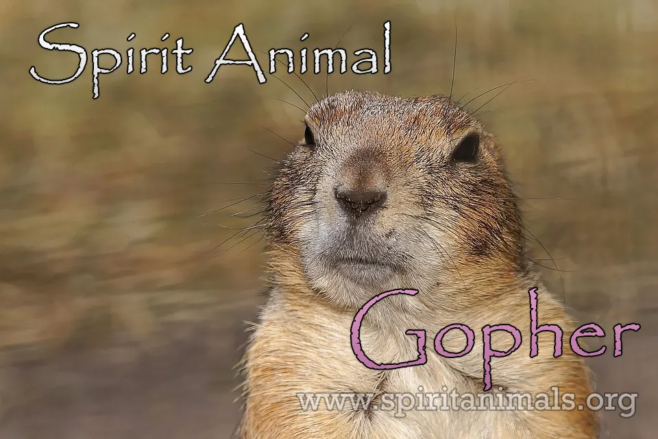 Gopher Spirit Animal – Meaning and Symbolism - Spirit Animals