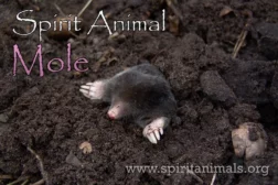 Mole spirit animal