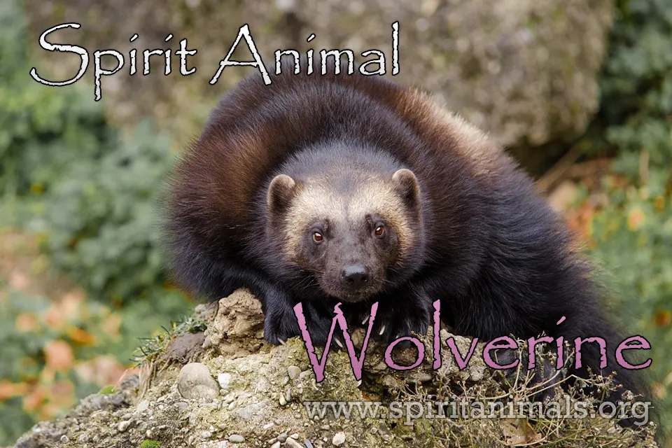 Wolverine Spirit Animal Meaning and Symbolism Spirit Animals