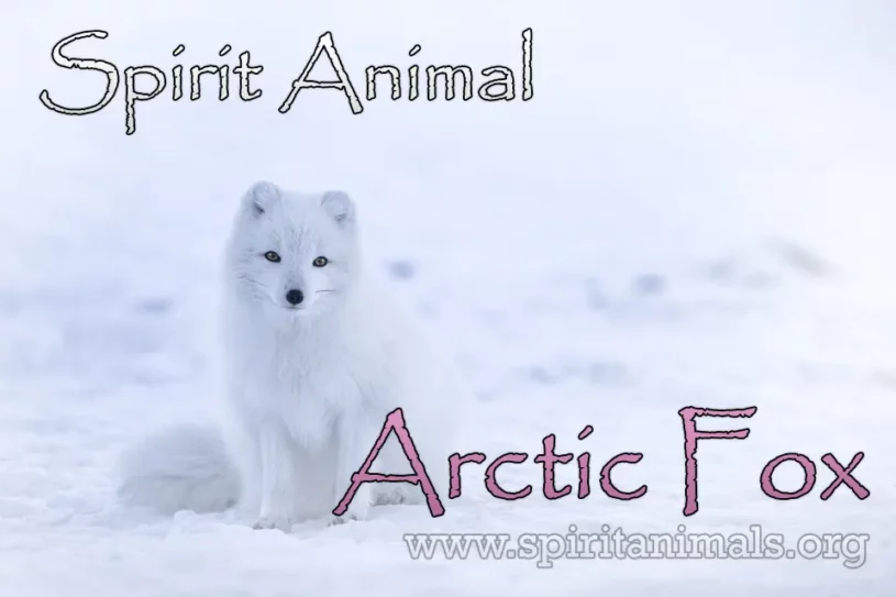 Arctic Fox Spirit Animal – Meaning and Interpretations - Spirit Animals